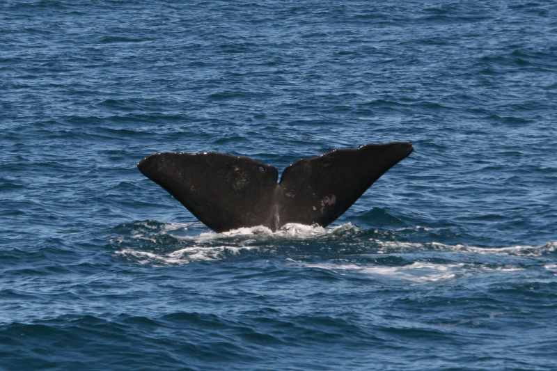 Nieuw-Zeeland 2011 - 1215